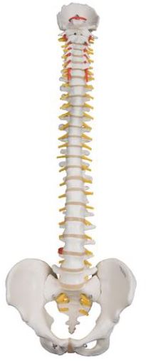 Highly Flexible Spine A59/1 3