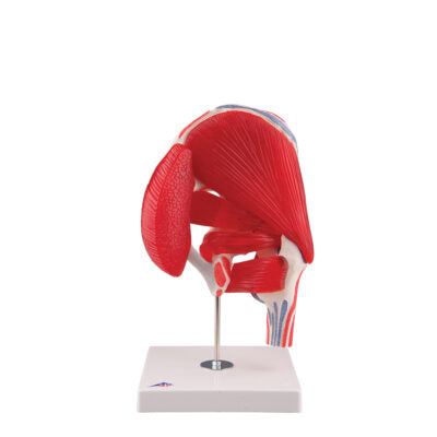 Hip Joint 7 part A881 1