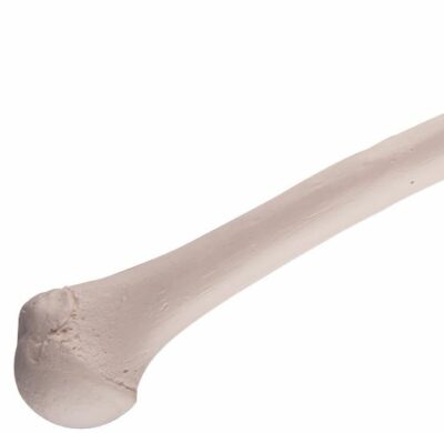 Humerus A45/1 2