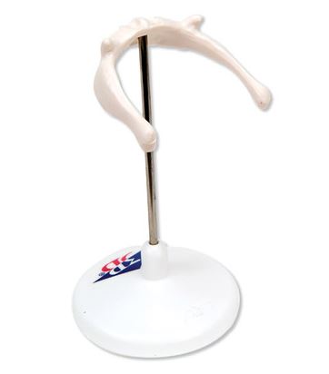 Hyoid Bone on Stand A71/9 2