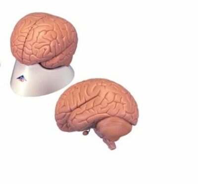 Introductory Brain, 2-Part C15/1 3