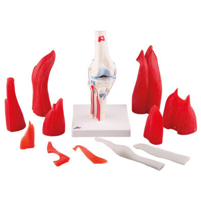 Knee Joint 12-Part A882 5