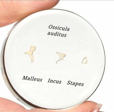 Life-Size Auditory Ossicles E13 2