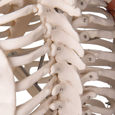 Ligament Skeleton Leo, on 5-Feet Stand A12 8