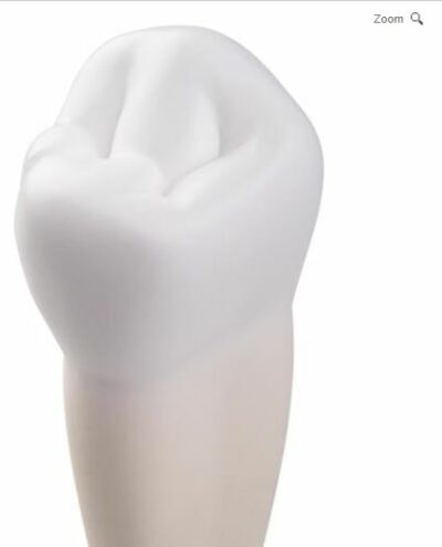 Lower Single-Root Pre-Molar D10/3 1