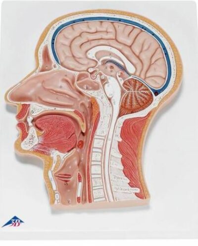 Median Section of the Head C12 1