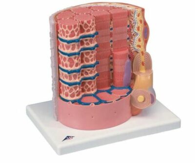 MICROanatomy Muscle Fiber B60 1