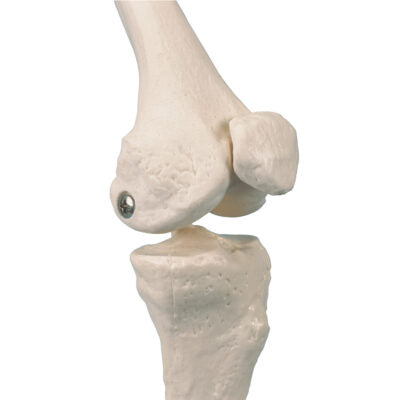 Mini Human Skeleton on Hanging Stand A18/1 3