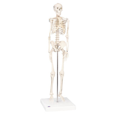 Mini Skeleton “Shorty” Mounted on a Base A18 1