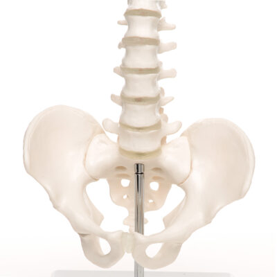 Mini Vertebral Column ,Elastic on Stand A18/21 6