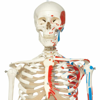 Muscle Skeleton Max, on Hanging Stand A11/1 2