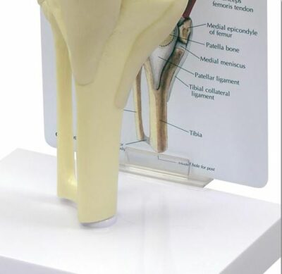 Muscled Knee Model G106 3