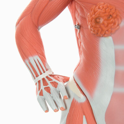 Muscular Figure Mini 1/3 Life Size 2 Part B59 5