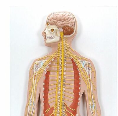 Nervous System, 1/2 Life-Size C30 1