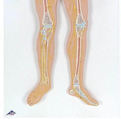 Nervous System, 1/2 Life-Size C30 3