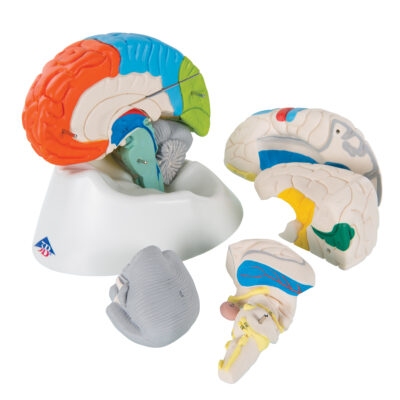 Neuro-Anatomical Brain, 8-Part C22 6