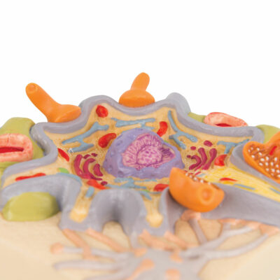 Neuron Cell Body C40/1 2