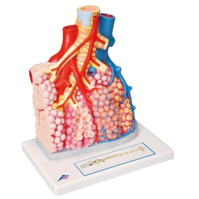 Pulmonary Lobes with Surrounding Blood Vessels G60 1