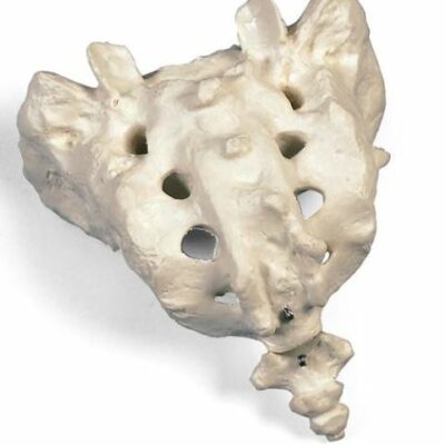 Sacrum and Coccyx A70/6 1