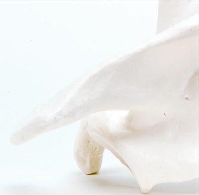 Scapula A45/4 3