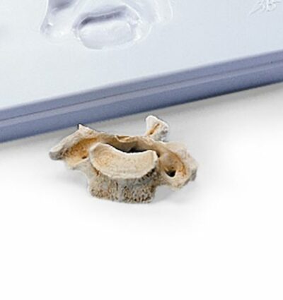 Set of 7 cervical vertebrae A790 3