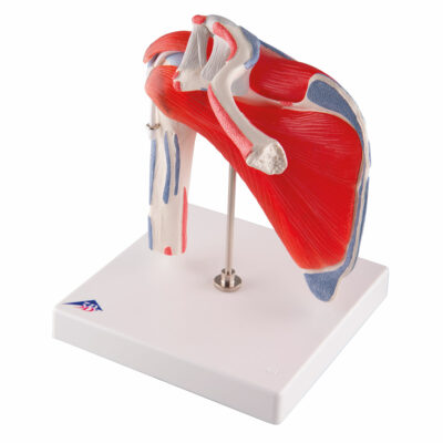 Shoulder Joint with Rotator Cuff 5-Parts A880 5