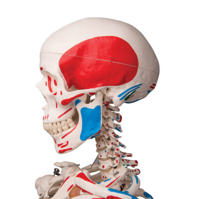 Skeleton Max Muscle, on 5-Feet Stand A11 8