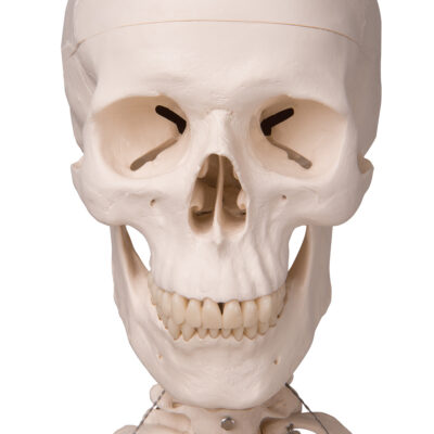 Skeleton Stan,Hanging on Roller Stand A10/1 6