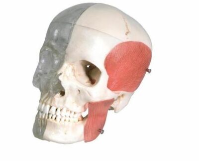 Skull Bonelike Combined Transparent 8 Part A282 1