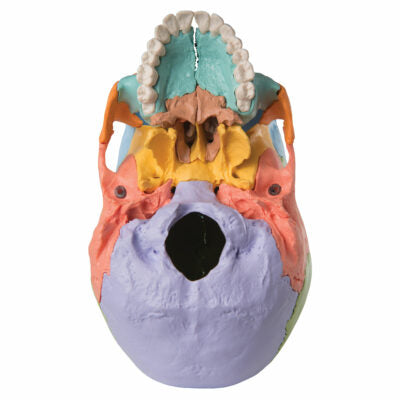 Skull Kit – Didactic Coloured Version 22 – Part A291 4