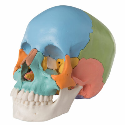 Skull Kit – Didactic Coloured Version 22 – Part A291 1