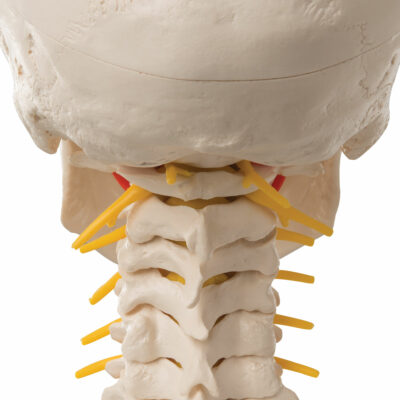 Skull on Cervical Spine 4 Part A20/1 6