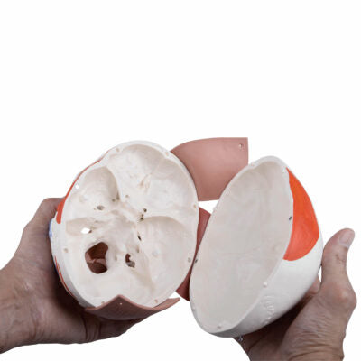 Skull with Facial Muscles A300 7