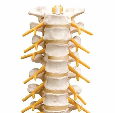 Thoracic Spinal Column A73 1