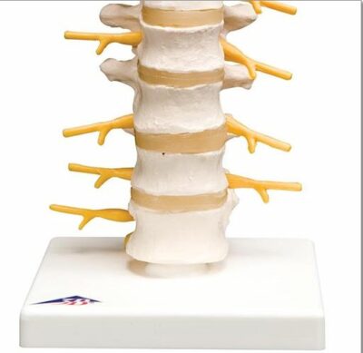 Thoracic Spinal Column A73 2