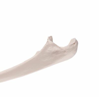 Ulna A45/2 3