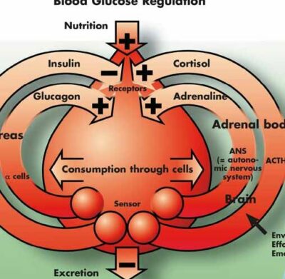 Diabetes Mellitus Chart VR1441 2