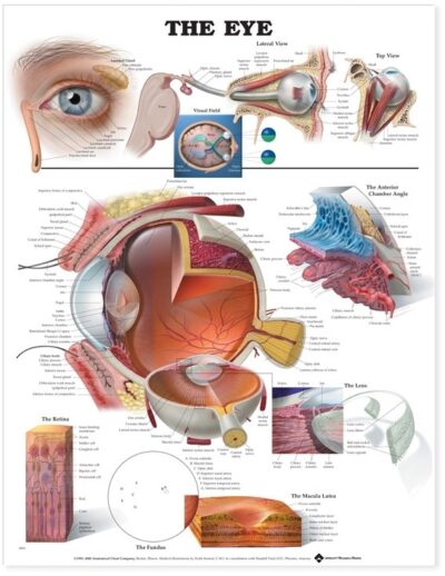 Eye Anatomical Chart 9691 1