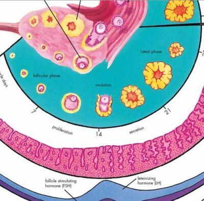 Female Genital Organs Chart VR1532 1