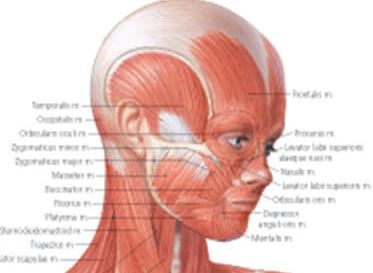 Female Muscular System 1101 3