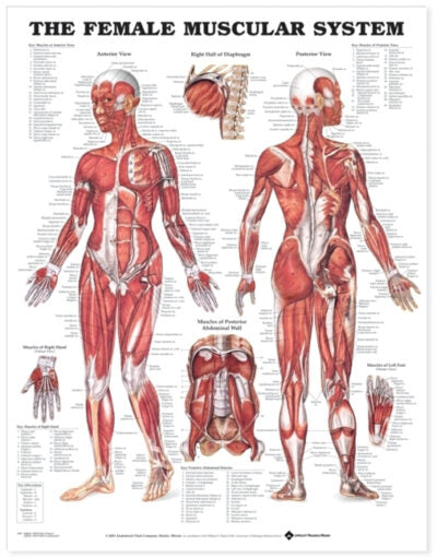 Female Muscular System Anatomical Chart 8947 1