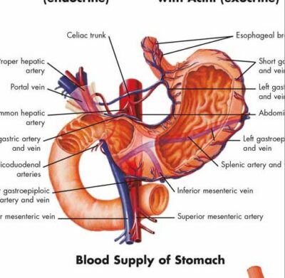 Gastrointestinal System Chart VR1422 2