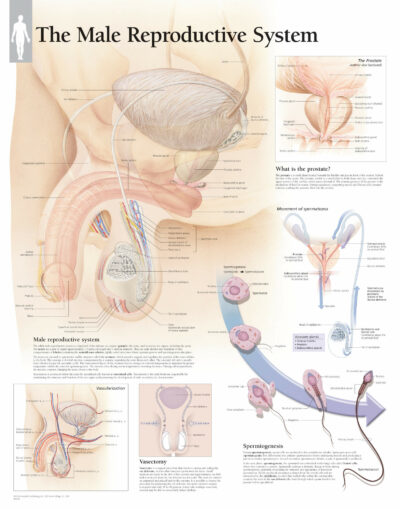 Male Reproductive System 4000 1