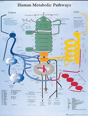 Metabolic Pathways Chart VR1451