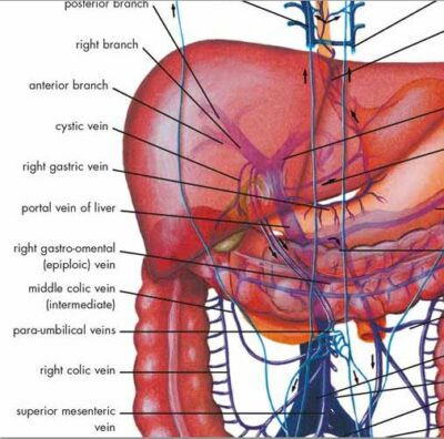 Liver Chart VR1425 1