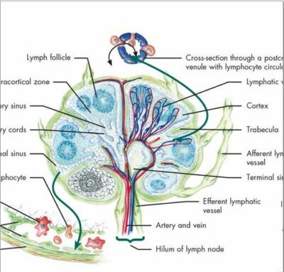 Lymphatic System Chart VR1392 2