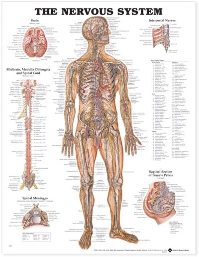Nervous System Anatomical Chart 8949 1