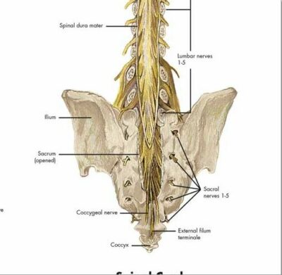 Nervous System Chart VR1620 1