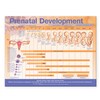Prenatal Development