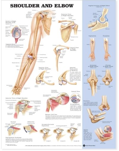 Shoulder and Elbow Anatomical Chart 9799 1